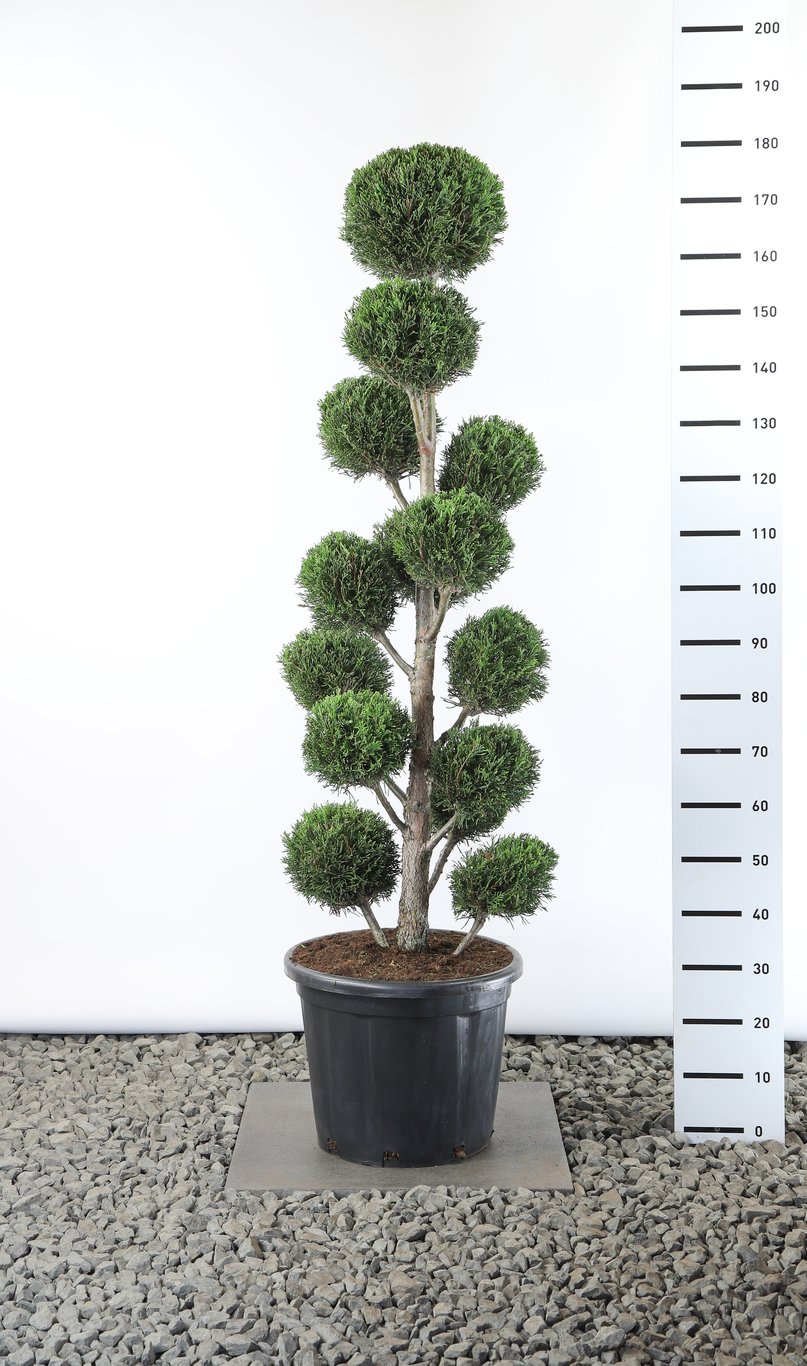 Cupressocyparis l. 'Tweeduizendéén' - 125-150 CM PonPon EXTRA in Cont.